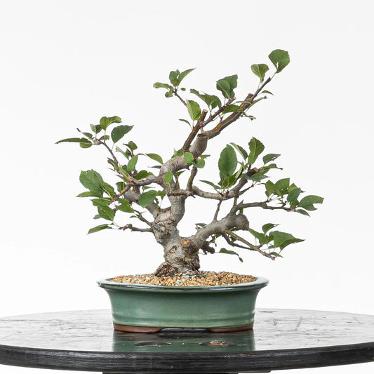 Bonsai shohin de manzano