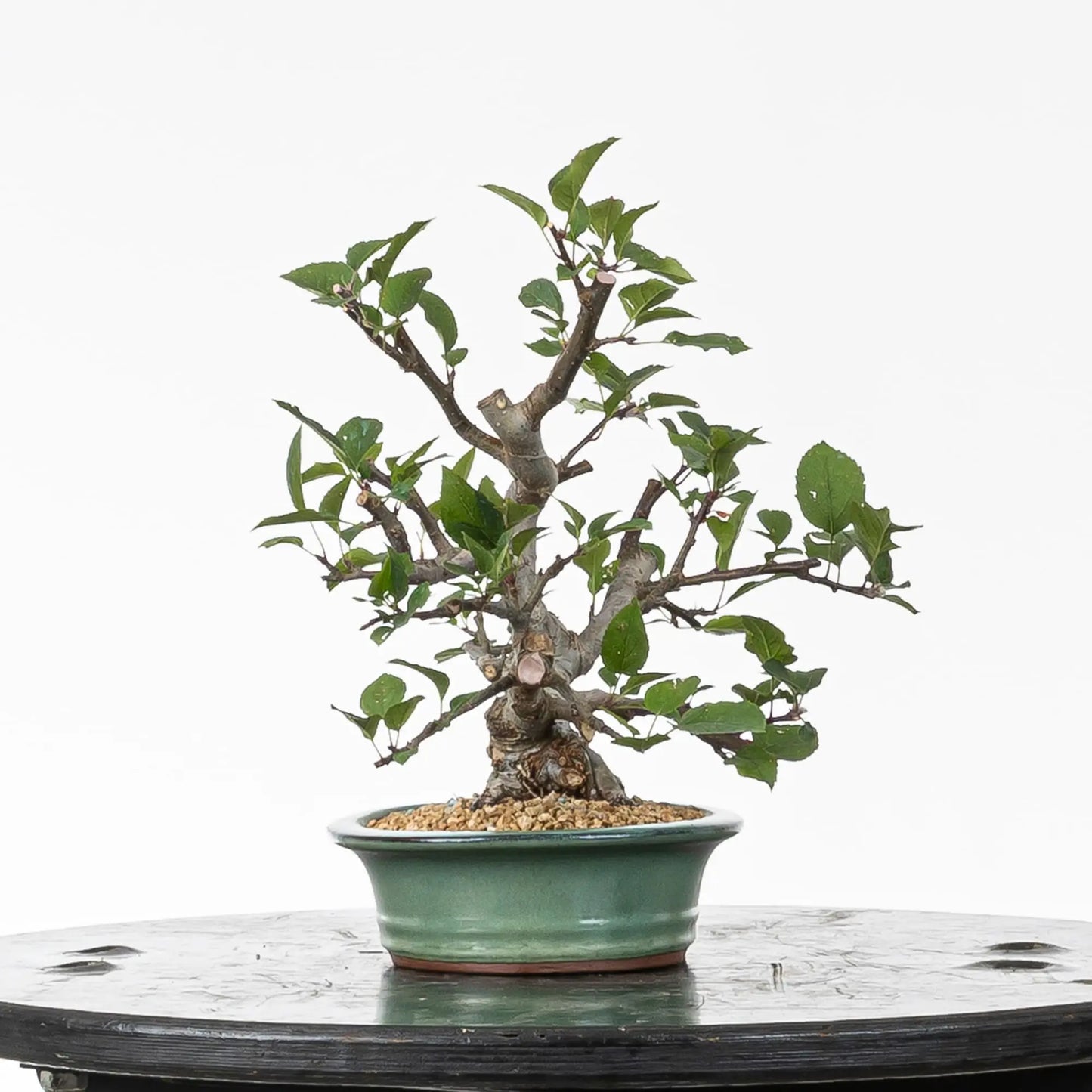  Cara izquierda de bonsai de manzano