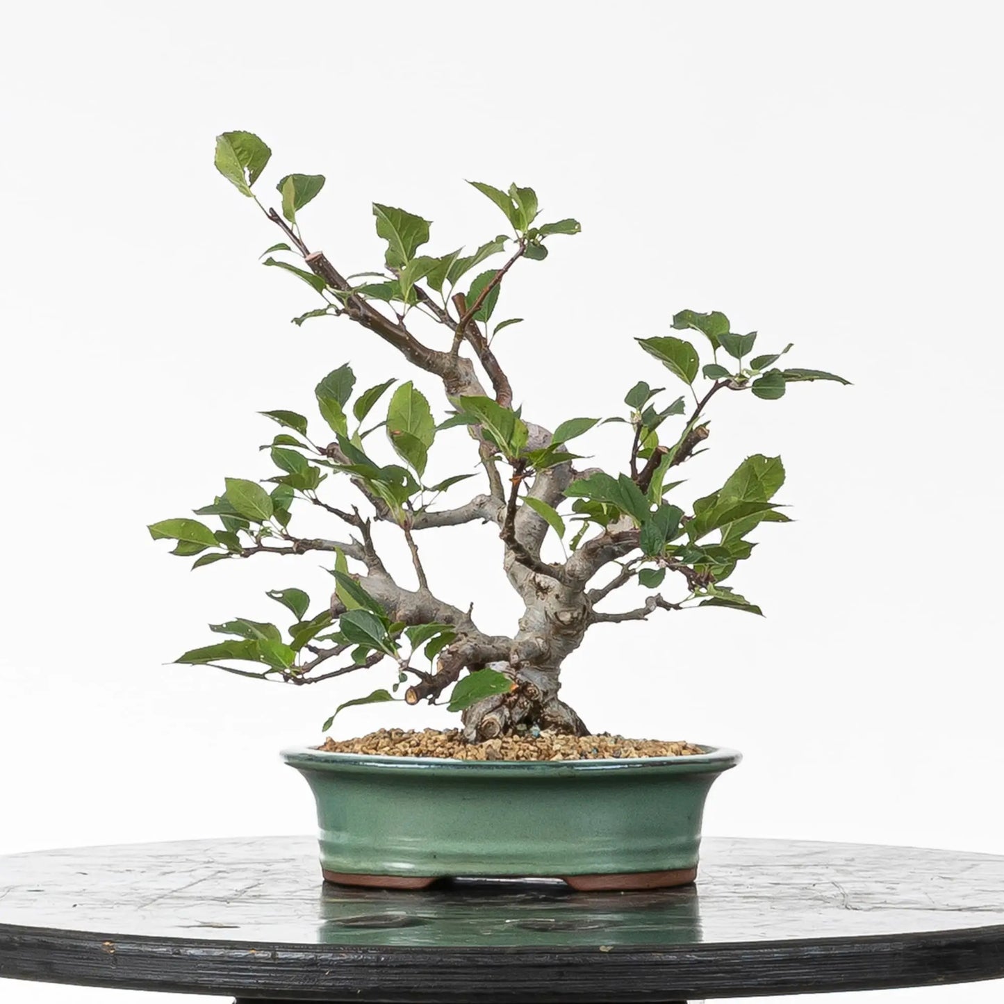 Cara trasera de bonsai de manzano