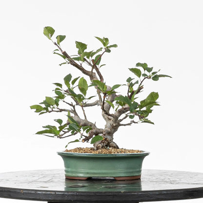 Cara trasera de bonsai de manzano