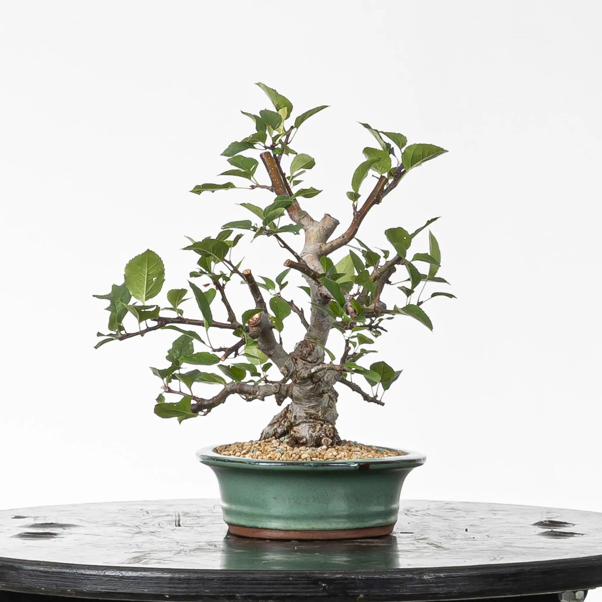 Cara derecha de bonsai de manzano