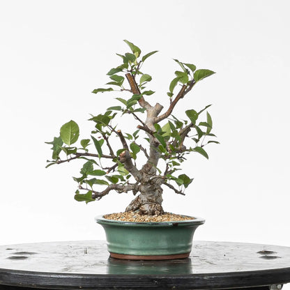 Cara derecha de bonsai de manzano