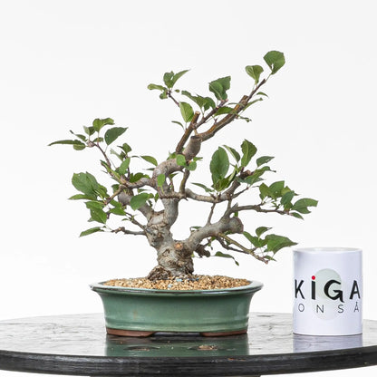 Comparativa de tamaño de bonsai de manzano con una taza de la tienda ikigai bonsái