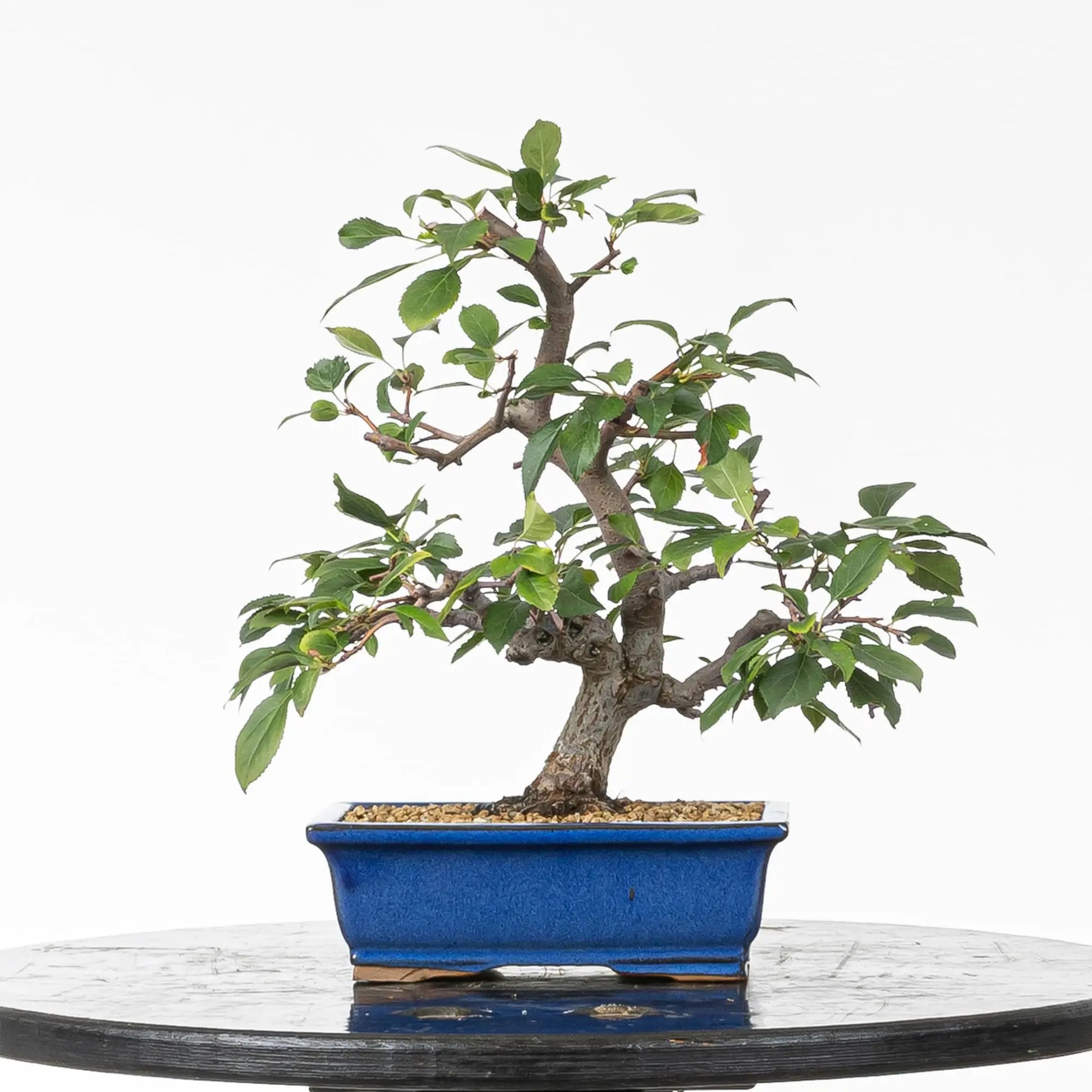 Frente de bonsái de manzano tamaño kifu