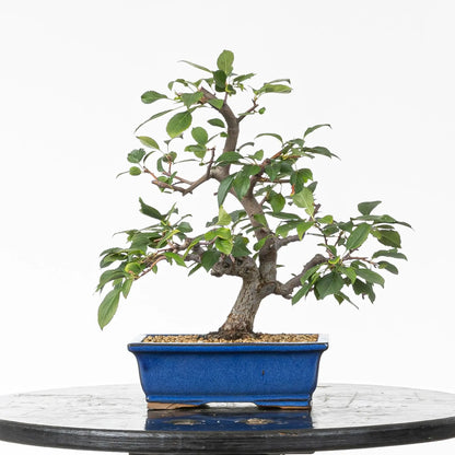 Frente de bonsái de manzano tamaño kifu