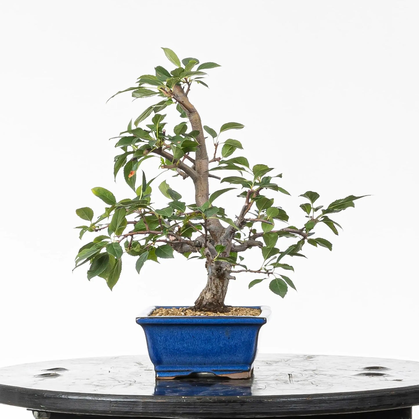 Cara derecha de bonsai 