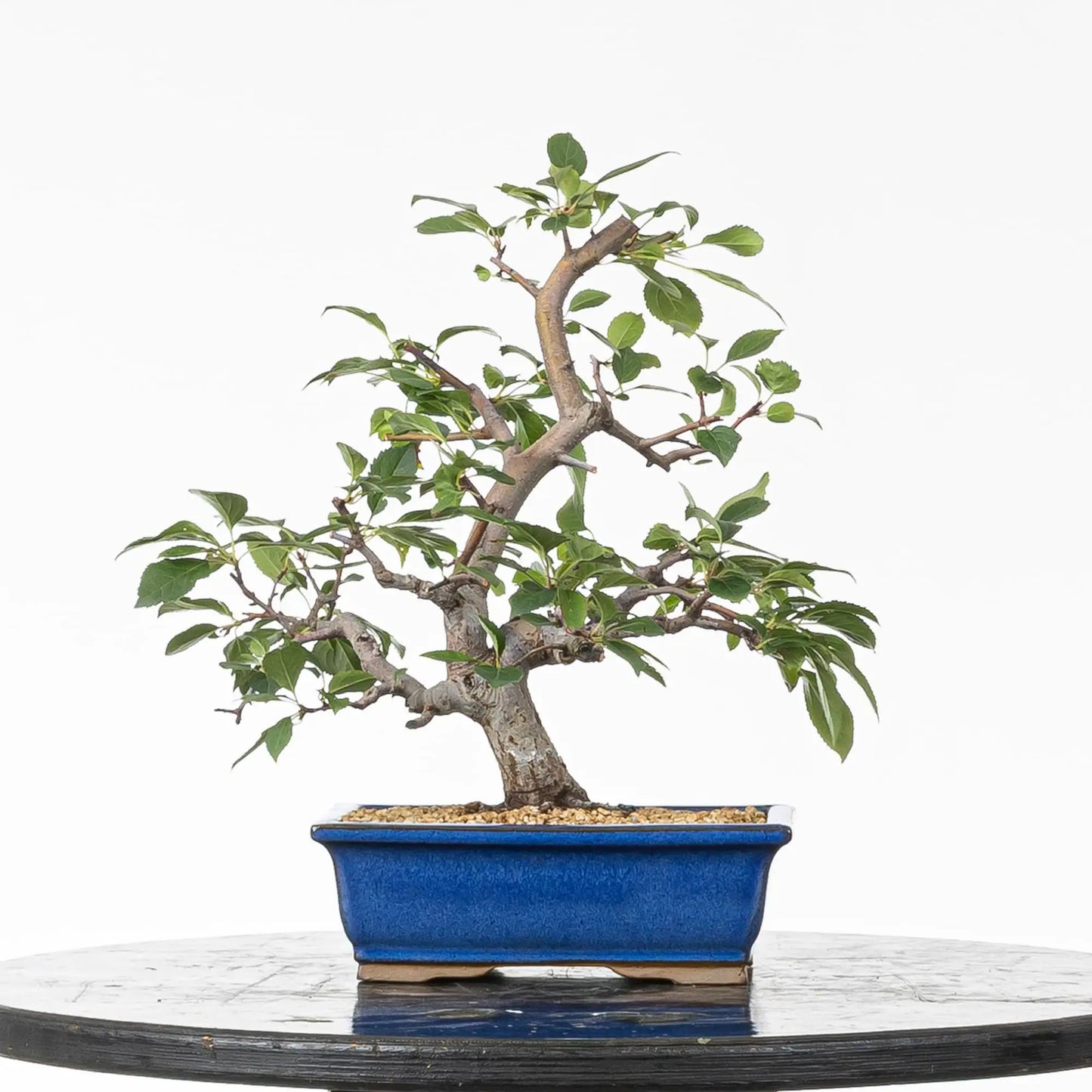 Cara trasera de bonsái de manzano