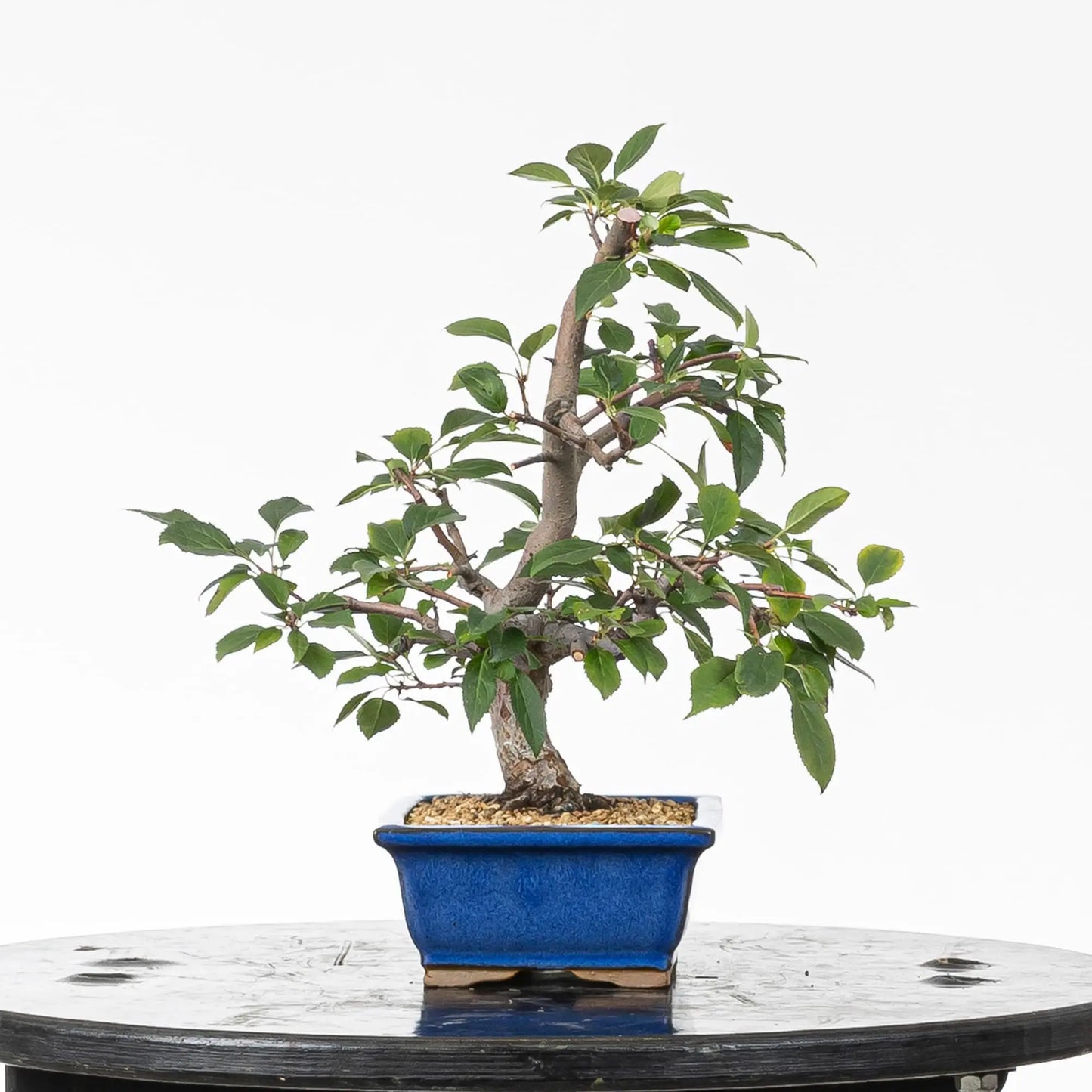 Cara izquierda de bonsai de manzano