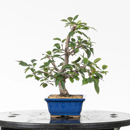 Cara izquierda de bonsai de manzano