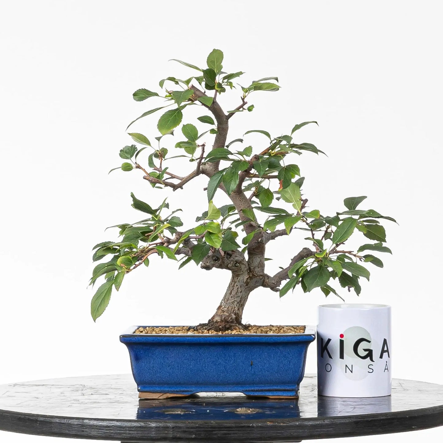 Comparativa de tamaño de bonsai kifu de manzano con taza de la tienda ikigai bonsái