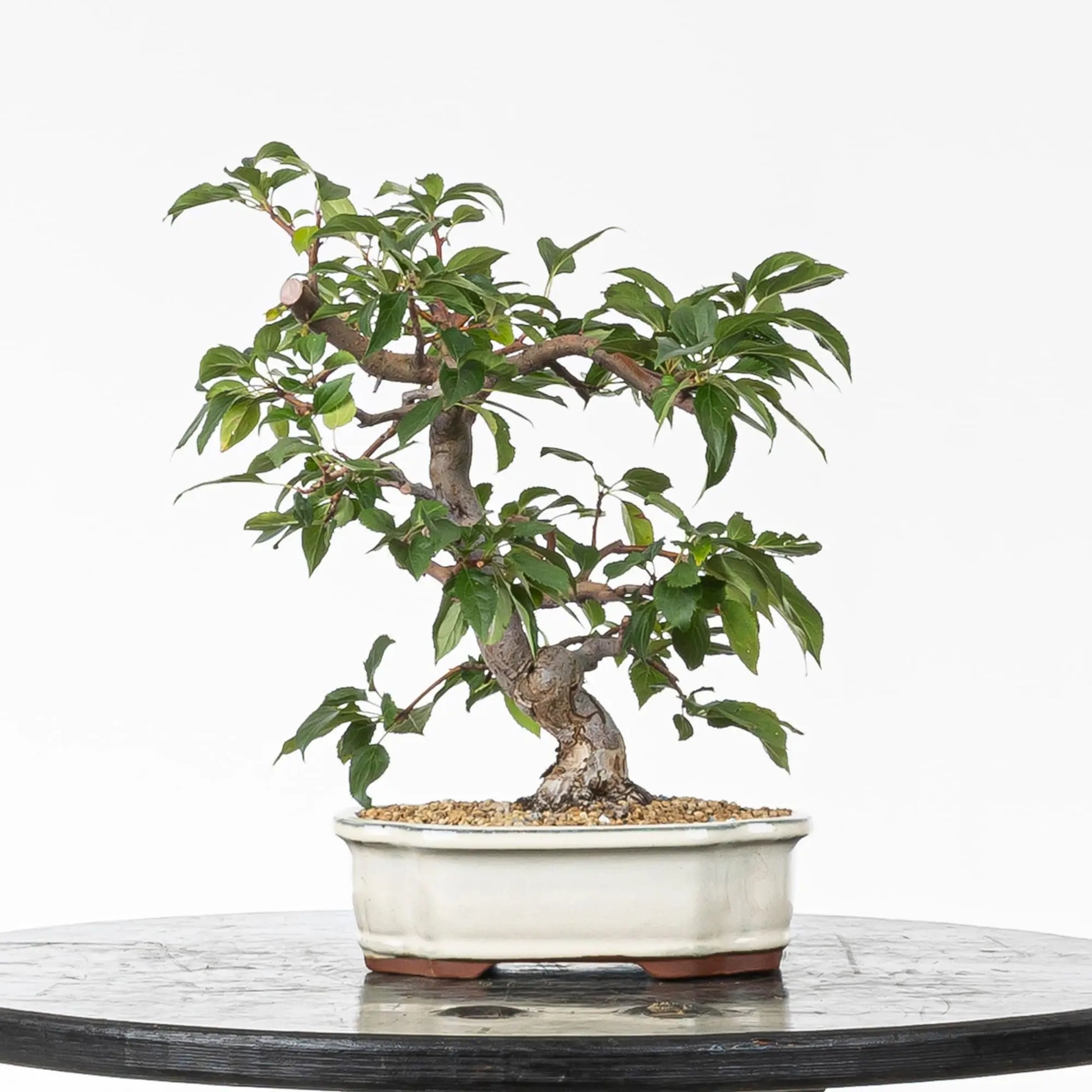 Frente de bonsai de manzano