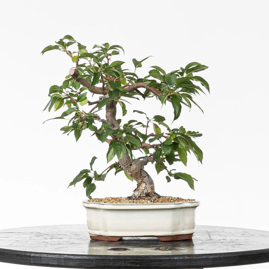 Frente de bonsai de manzano