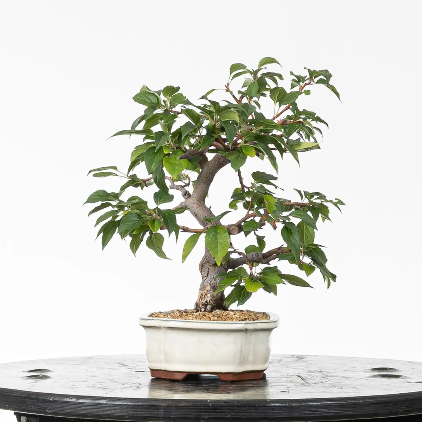 Cara izquierda de bonsai de manzano