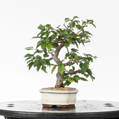 Cara izquierda de bonsai de manzano