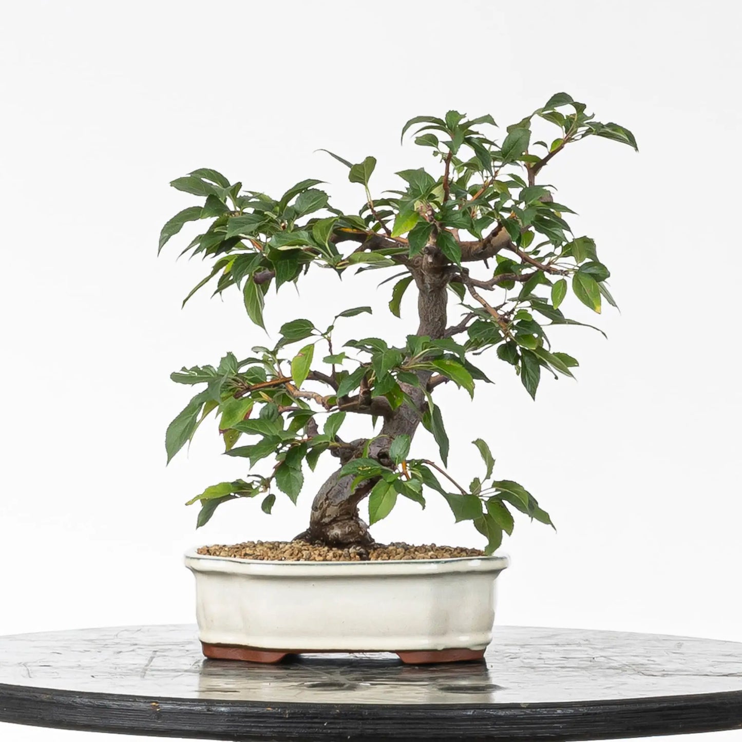 Cara trasera de bonsai de manzano