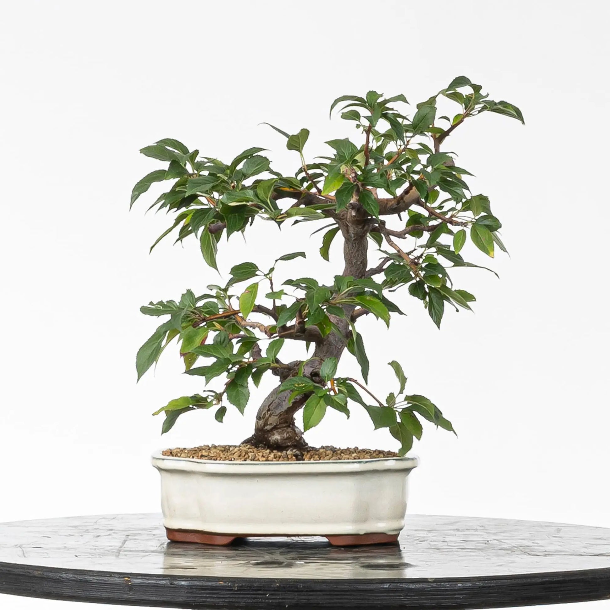 Cara trasera de bonsai de manzano