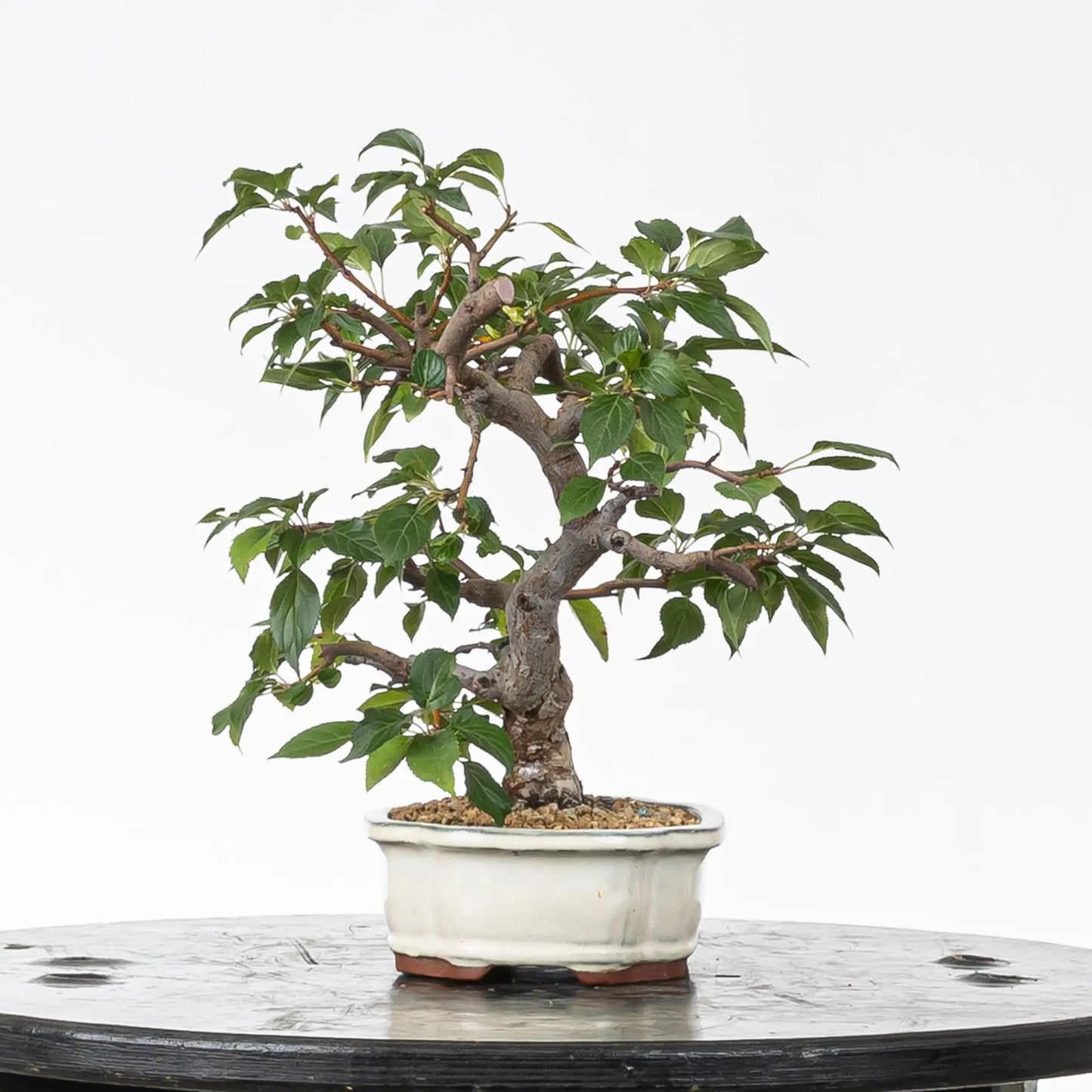 Cara derecha de bonsai de manzano