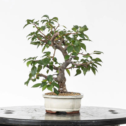 Cara derecha de bonsai de manzano