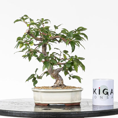 Comparativa de tamaño de bonsái de manzano con una taza de la tienda ikigai bonsái.