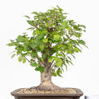 Bonsái- Manzano (Malus sp.) - ML10006