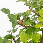 Bonsái- Manzano (Malus sp.) - ML10006