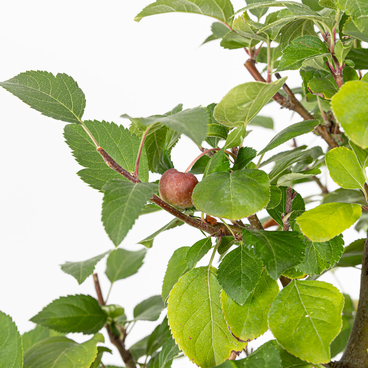 Bonsái- Manzano (Malus sp.) - ML10006