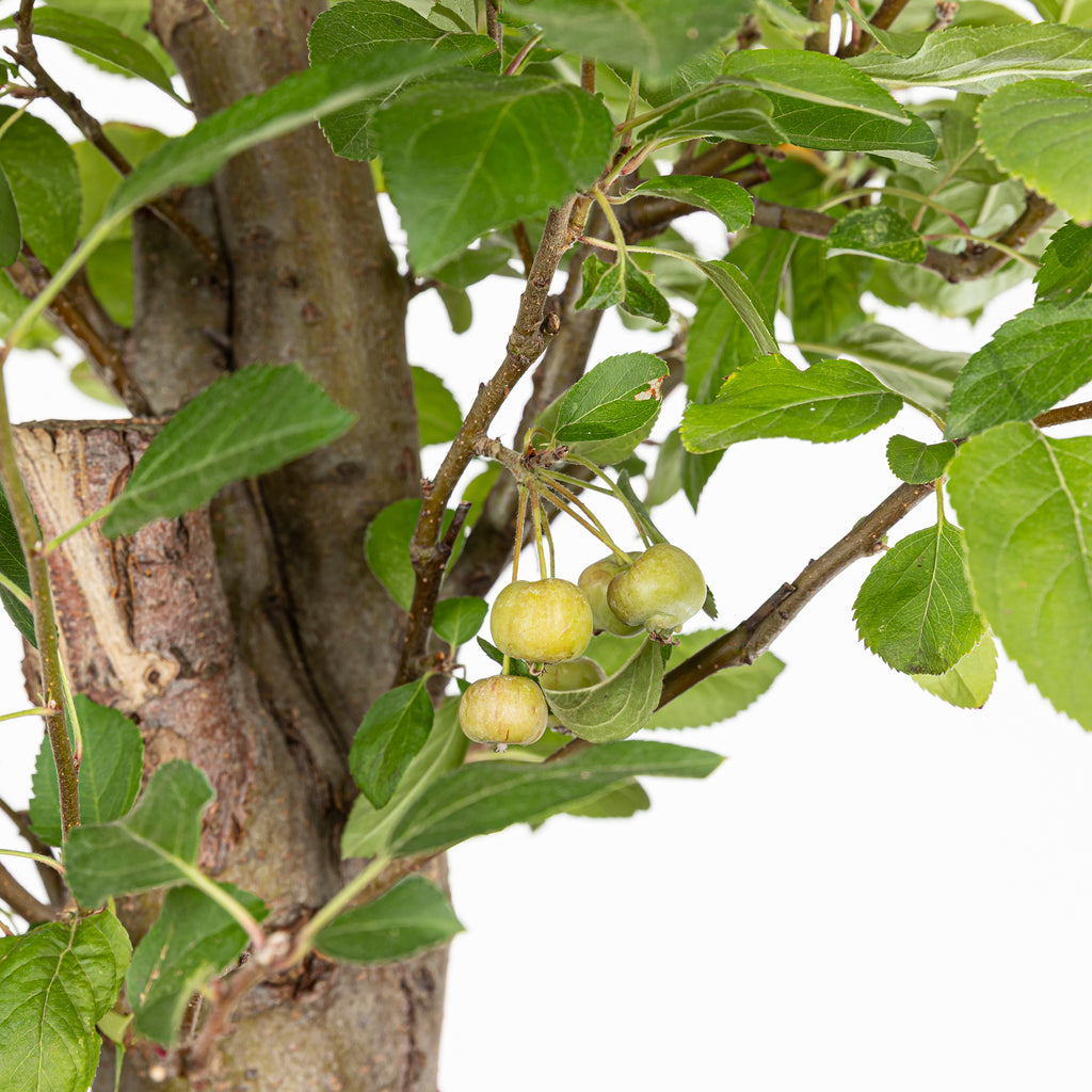 Bonsái- Manzano (Malus sp.) - ML10006