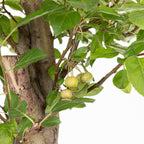 Bonsái- Manzano (Malus sp.) - ML10006