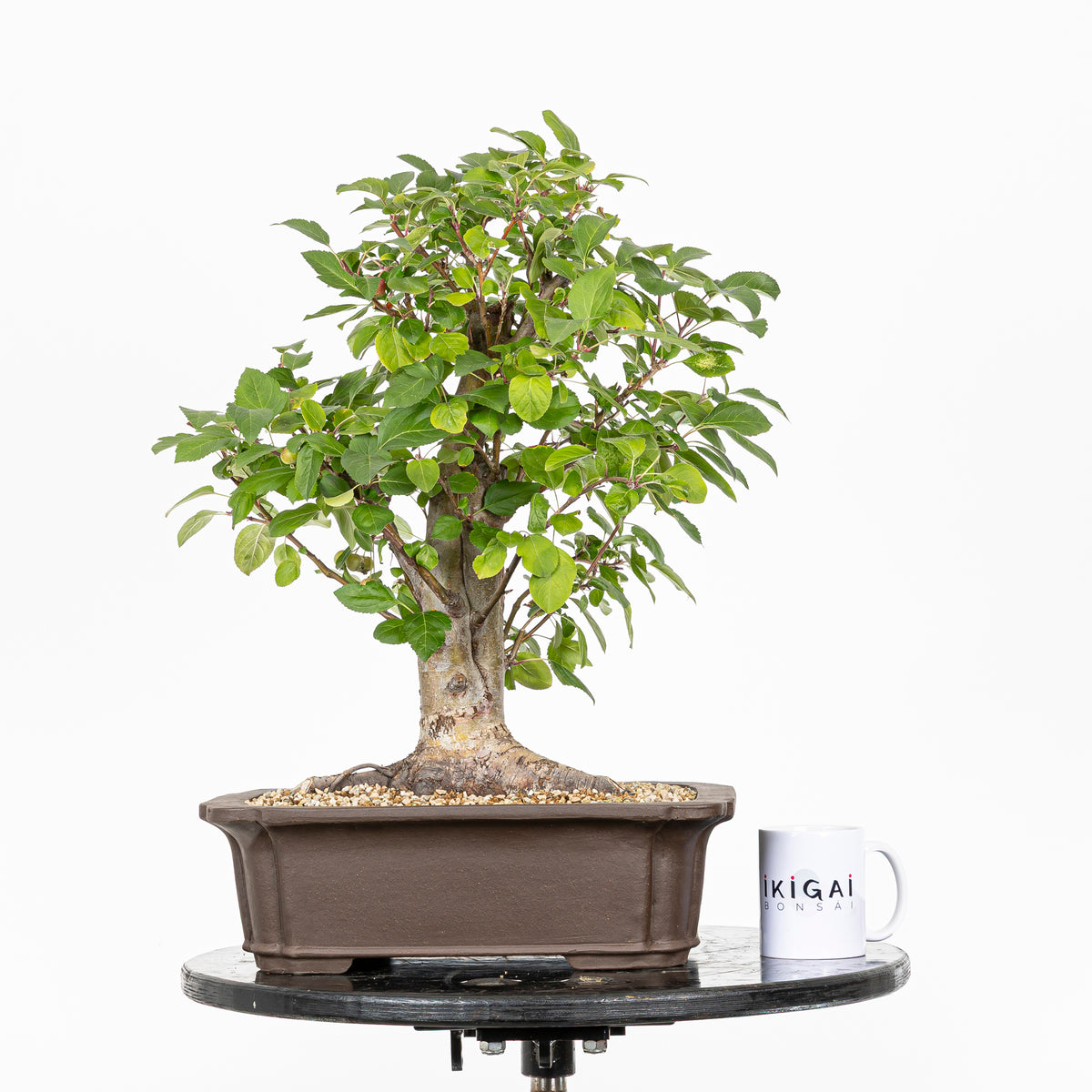 Bonsái- Manzano (Malus sp.) - ML10006