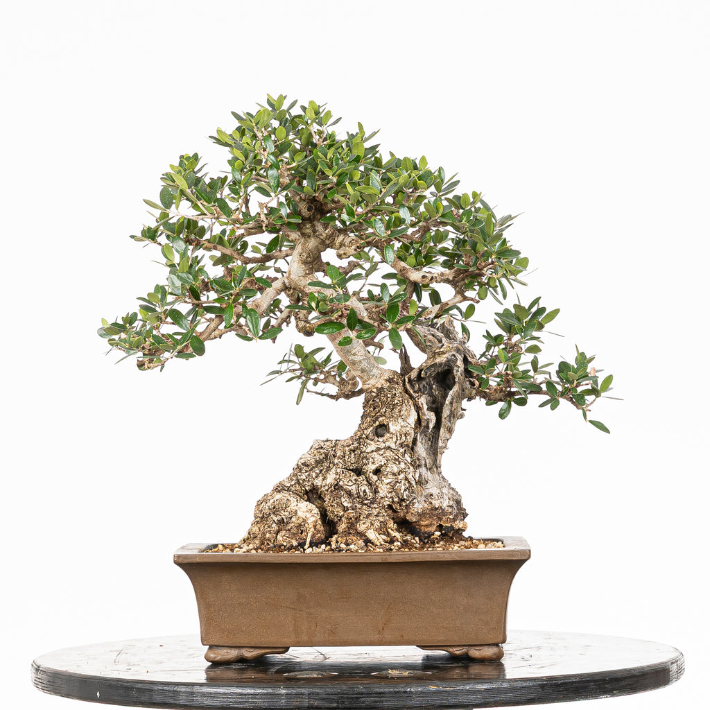Bonsái "Acebuche"- Olivo (Olea europaea var. sylvestris)
