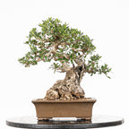 Bonsái "Acebuche"- Olivo (Olea europaea var. sylvestris)