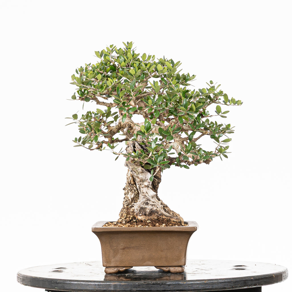 Bonsái "Acebuche"- Olivo (Olea europaea var. sylvestris)