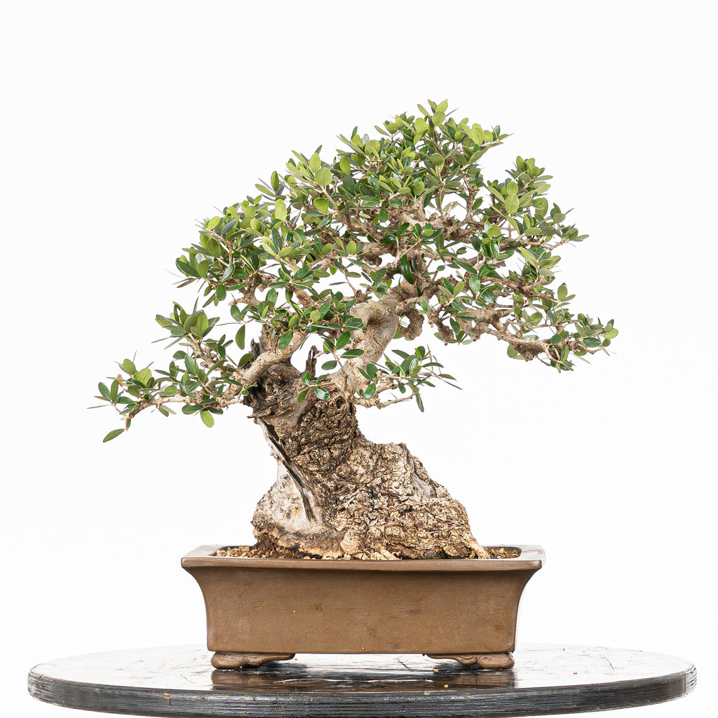 Bonsái "Acebuche"- Olivo (Olea europaea var. sylvestris)
