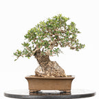 Bonsái "Acebuche"- Olivo (Olea europaea var. sylvestris)