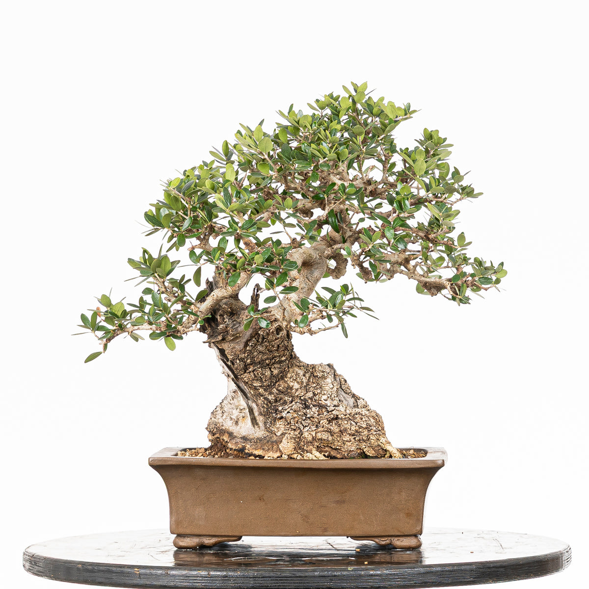 Bonsái "Acebuche"- Olivo (Olea europaea var. sylvestris)