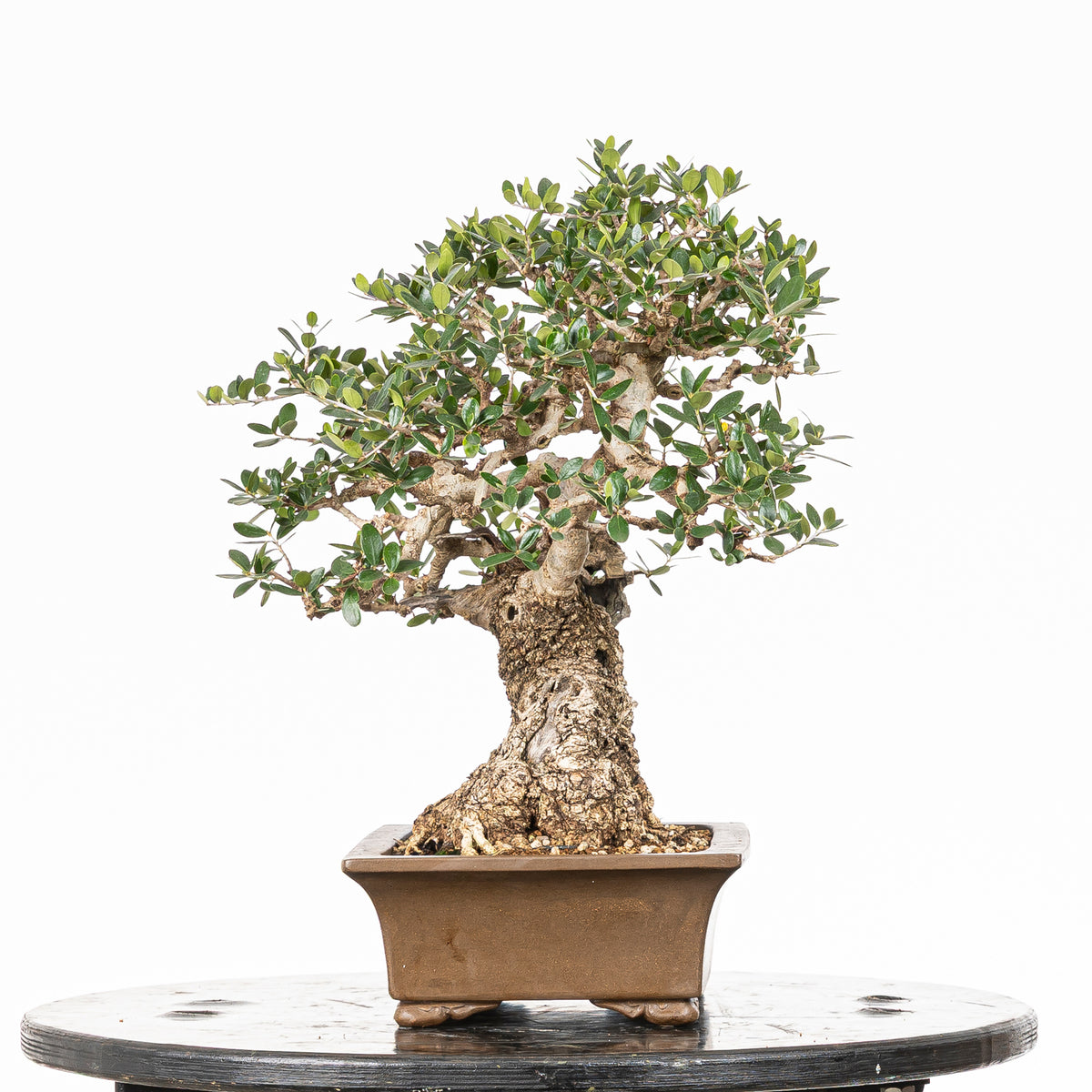 Bonsái "Acebuche"- Olivo (Olea europaea var. sylvestris)