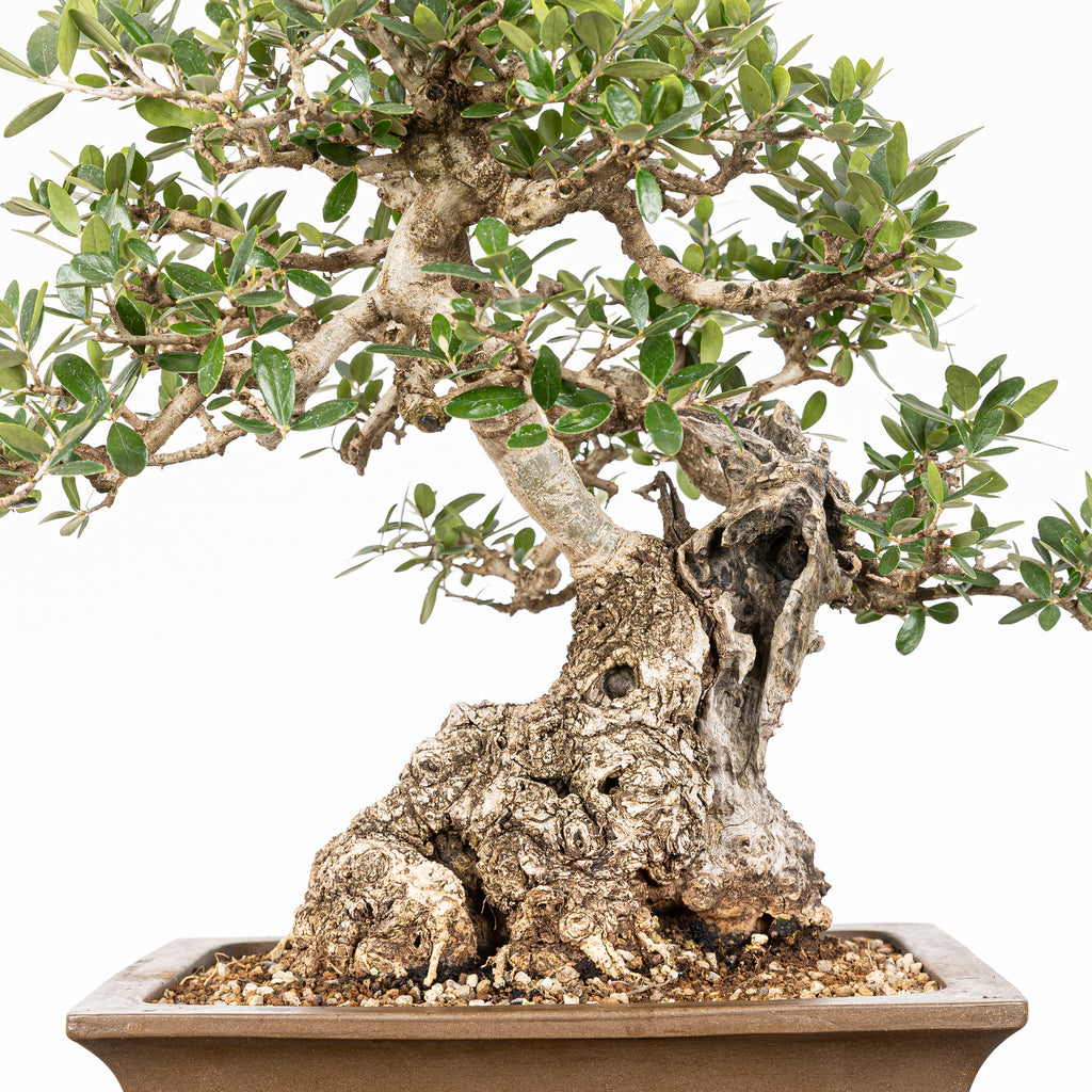 Bonsái "Acebuche"- Olivo (Olea europaea var. sylvestris)