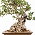 Bonsái "Acebuche"- Olivo (Olea europaea var. sylvestris)