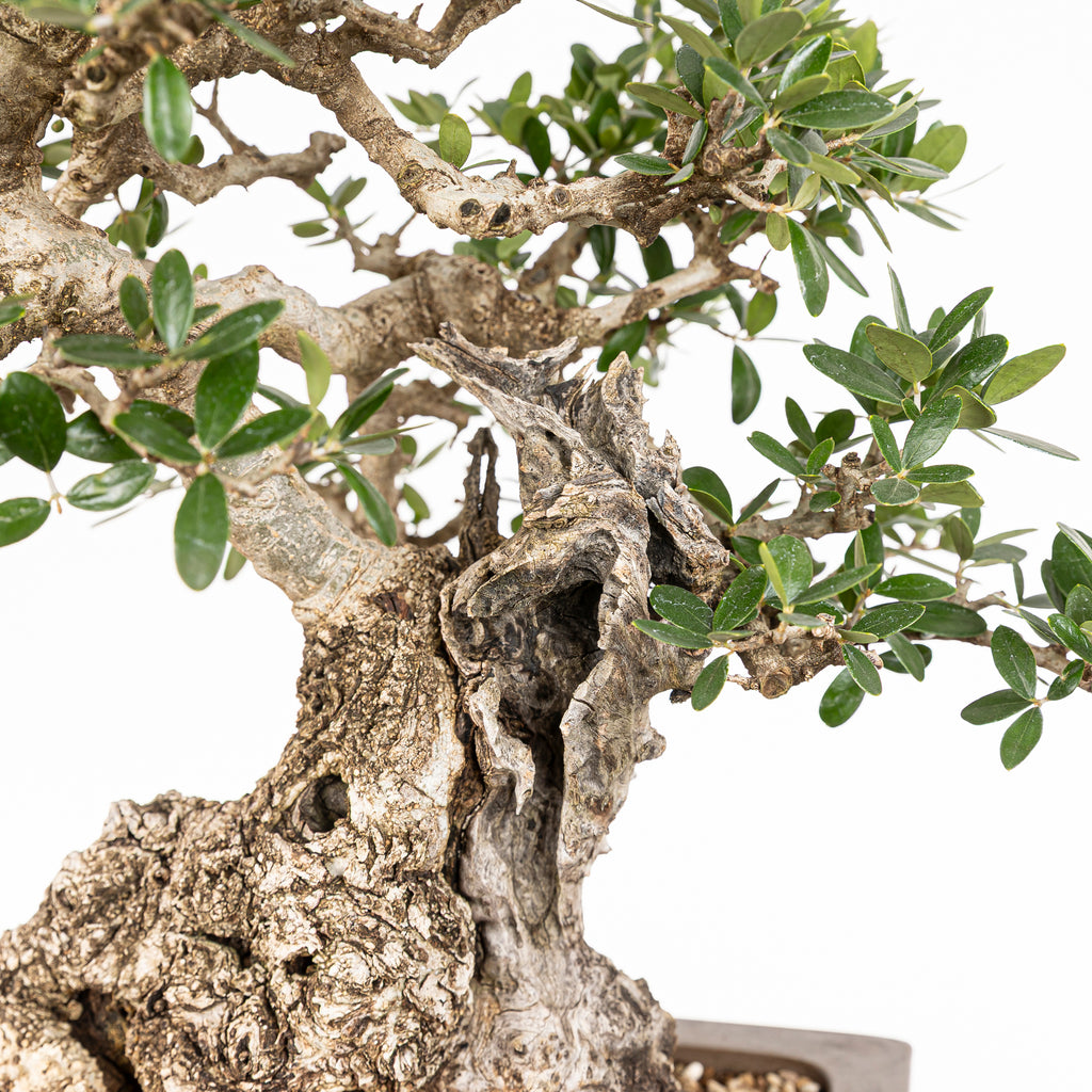 Bonsái "Acebuche"- Olivo (Olea europaea var. sylvestris)