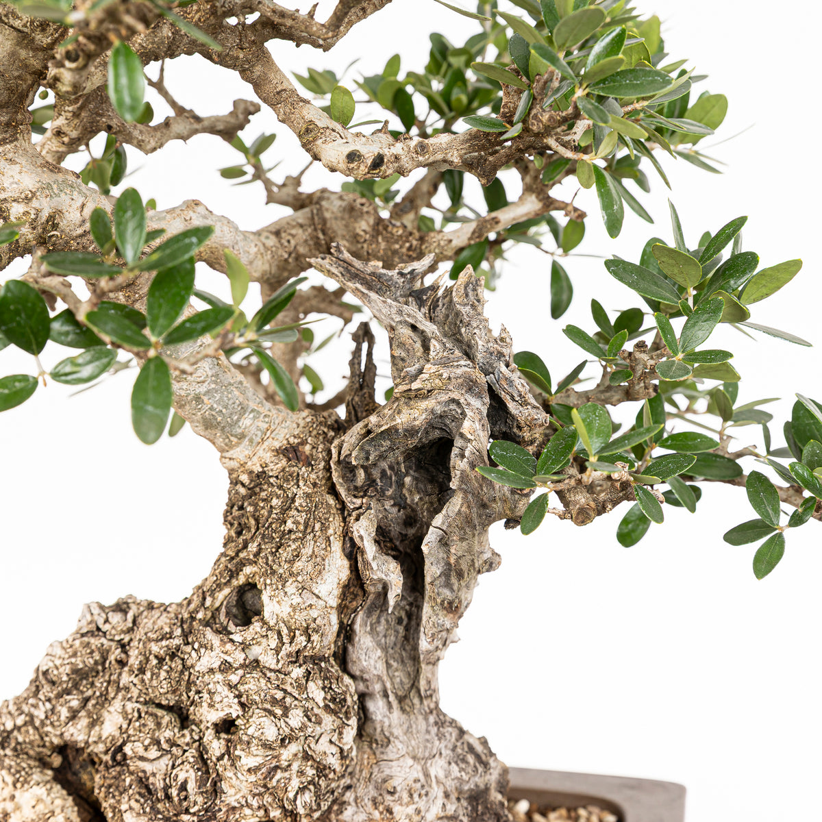 Bonsái "Acebuche"- Olivo (Olea europaea var. sylvestris)
