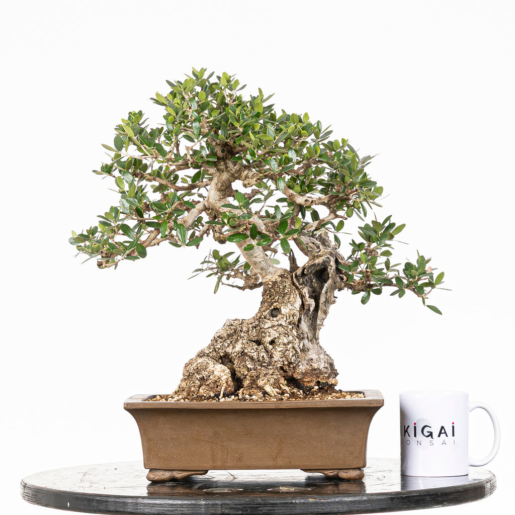 Bonsái "Acebuche"- Olivo (Olea europaea var. sylvestris)