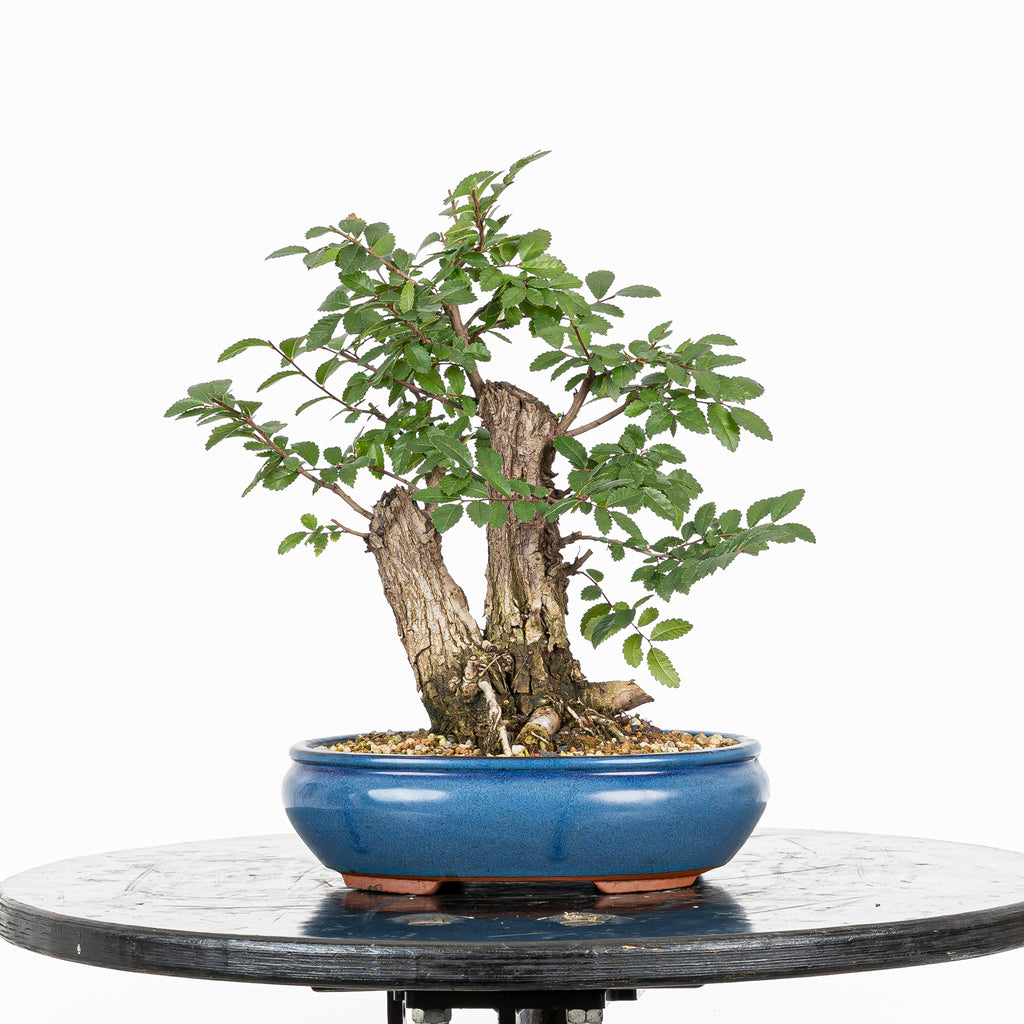 Bonsai - Olmo Nire (Ulmus parvifolia var. Nire Keyaki)