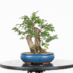 Bonsai - Olmo Nire (Ulmus parvifolia var. Nire Keyaki)