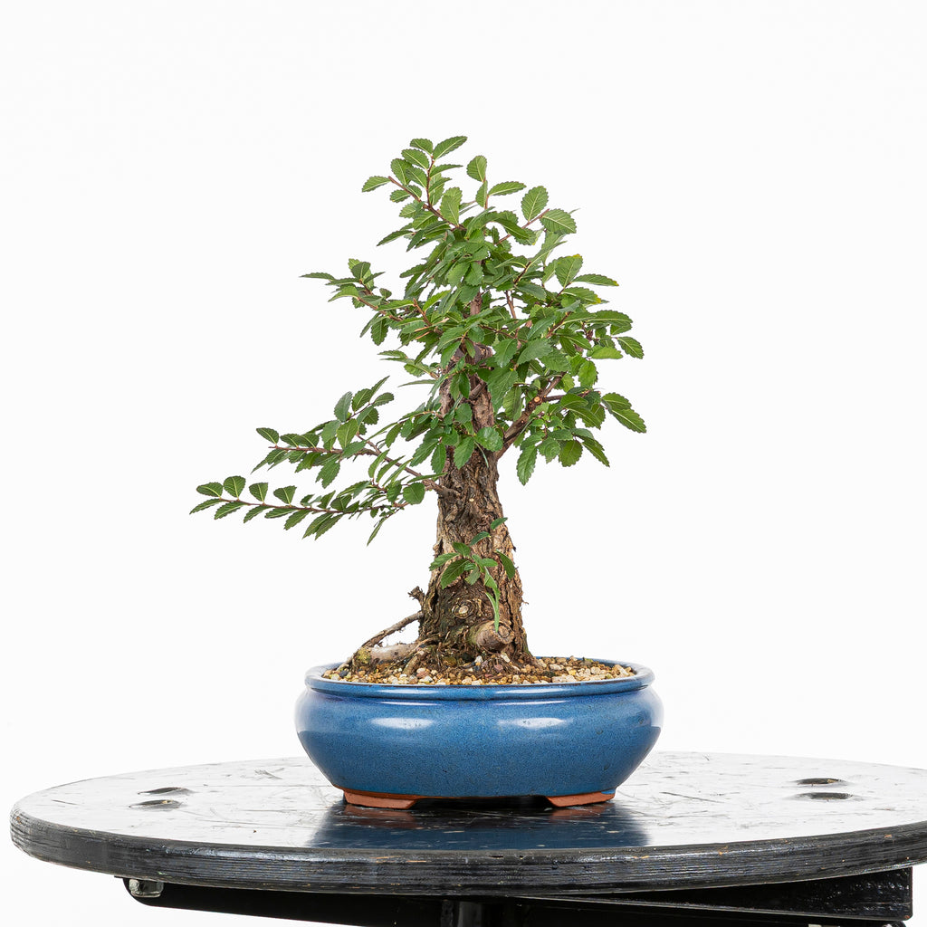 Bonsai - Olmo Nire (Ulmus parvifolia var. Nire Keyaki)