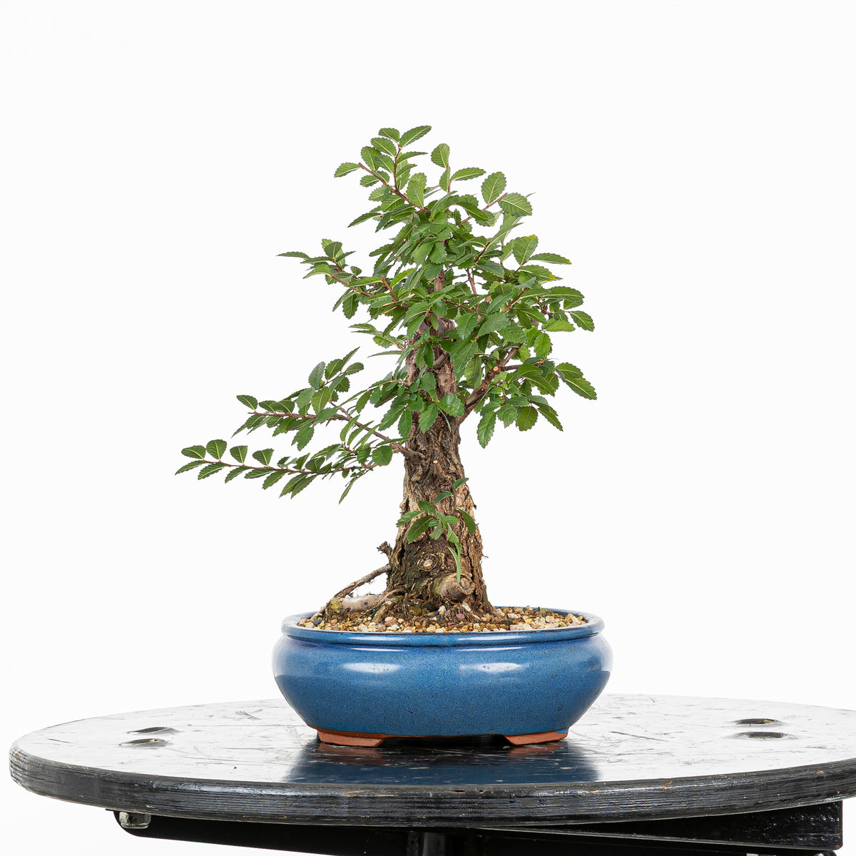 Bonsai - Olmo Nire (Ulmus parvifolia var. Nire Keyaki)