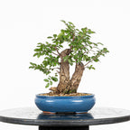 Bonsai - Olmo Nire (Ulmus parvifolia var. Nire Keyaki)
