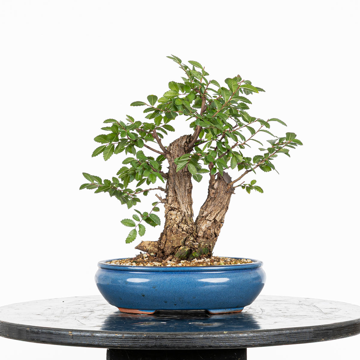 Bonsai - Olmo Nire (Ulmus parvifolia var. Nire Keyaki)