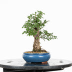 Bonsai - Olmo Nire (Ulmus parvifolia var. Nire Keyaki)