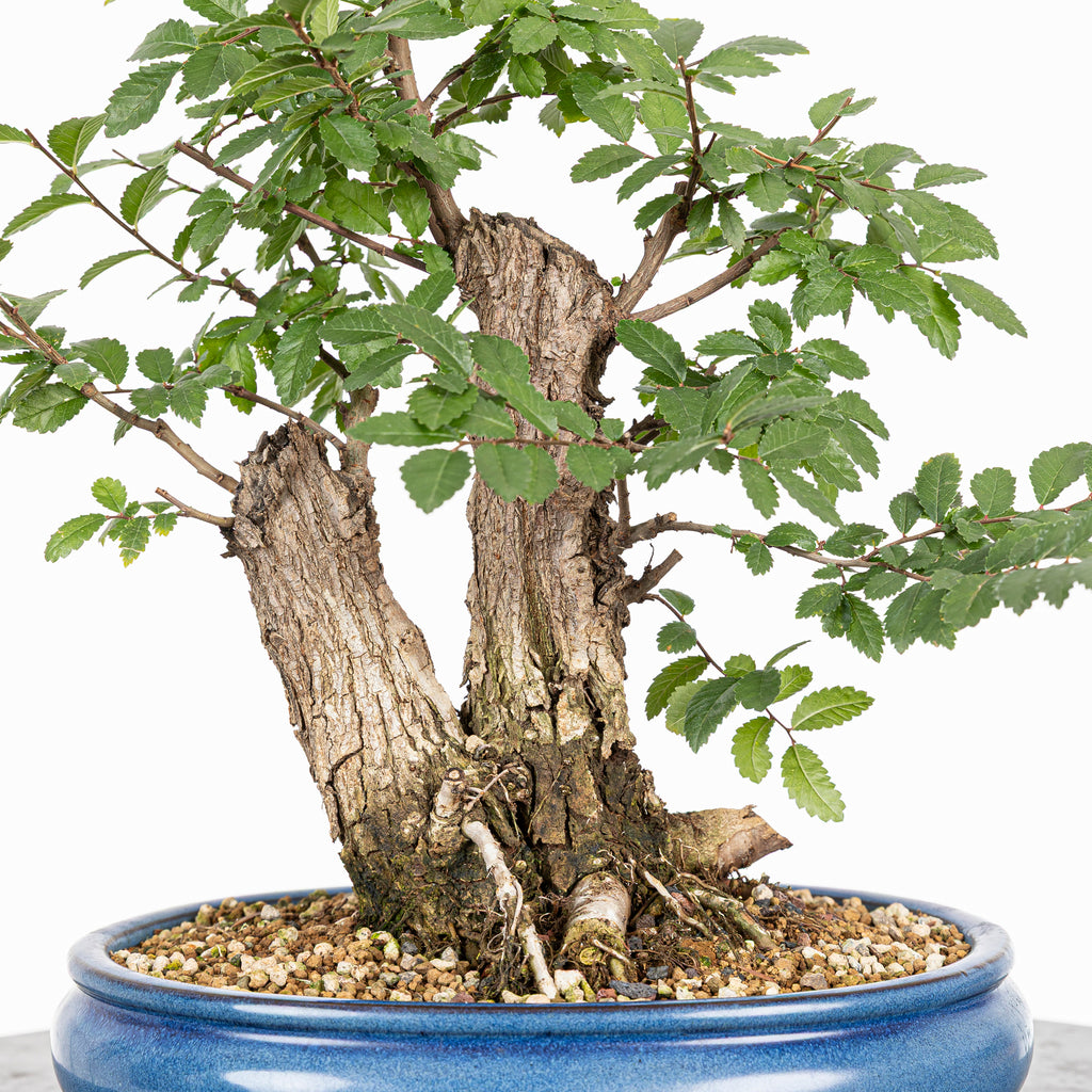 Bonsai - Olmo Nire (Ulmus parvifolia var. Nire Keyaki)