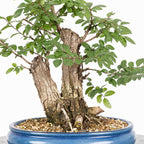 Bonsai - Olmo Nire (Ulmus parvifolia var. Nire Keyaki)